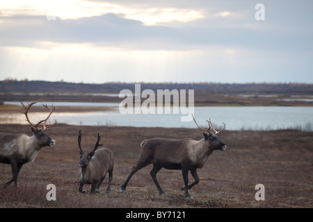 Les éleveurs de rennes Nenet dans la péninsule Yamal en Sibérie occidentale j8n Russie Banque D'Images