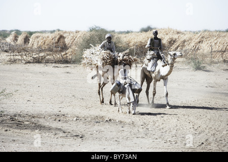 Les agriculteurs chameaux, Port Soudan, Soudan, Afrique Banque D'Images