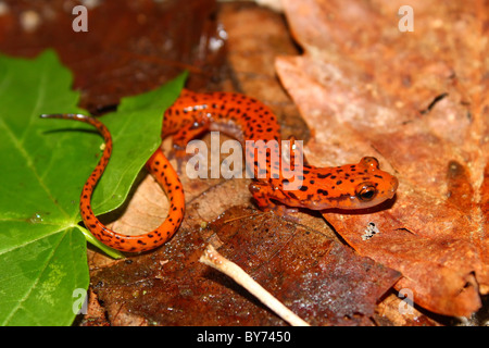 Salamandre Eurycea lucifuga (grotte) Banque D'Images