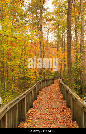 Talmadge Butler Sentier Boardwalk, azalée, sentier Cascade DeSoto State Park, Fort Payne, Alabama, Etats-Unis Banque D'Images