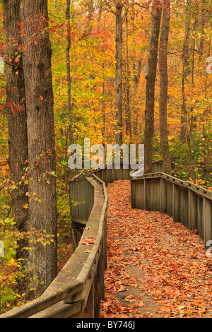 Talmadge Butler Sentier Boardwalk, azalée, sentier Cascade DeSoto State Park, Fort Payne, Alabama, Etats-Unis Banque D'Images