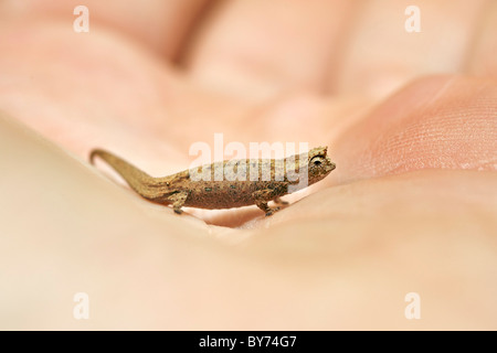 Nain ou Minute Leaf chameleon sur les doigts d'une main d'homme dans la montagne d'Ambre Parc National dans le nord de Madagascar. Banque D'Images