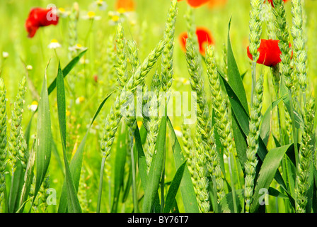 Klatschmohn im Feld - coquelicot dans la zone 05 Banque D'Images