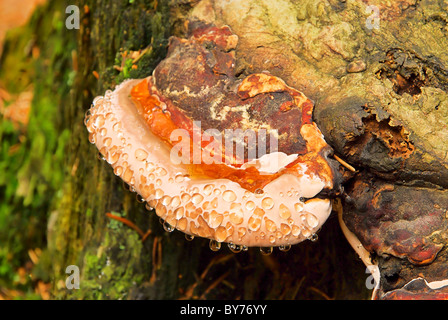 Zunderschwamm - Amadou Champignon 04 Banque D'Images