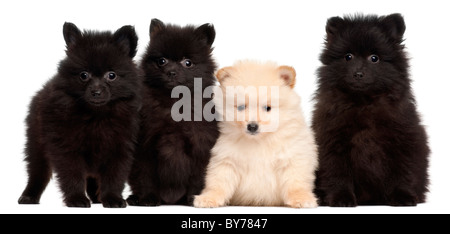 Quatre Chiots spitz, 2 mois, in front of white background Banque D'Images