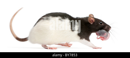 Rat mère portant son bébé dans sa bouche, 5 jours, in front of white background Banque D'Images