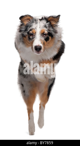 Chien de berger australien, saut à 7 mois, in front of white background Banque D'Images