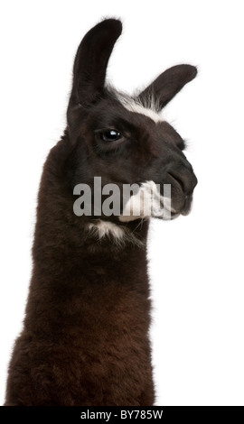 Le lama, Lama glama, in front of white background Banque D'Images
