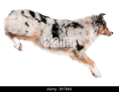 Chien de berger australien, saut à 7 mois, in front of white background Banque D'Images