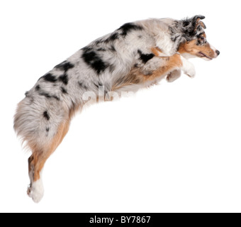 Chien de berger australien, saut à 7 mois, in front of white background Banque D'Images