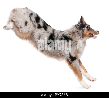 Chien de berger australien, saut à 7 mois, in front of white background Banque D'Images