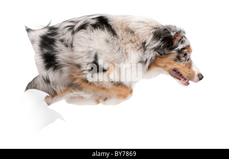 Australian Shepherd Dog sautant de fond blanc, 7 mois Banque D'Images