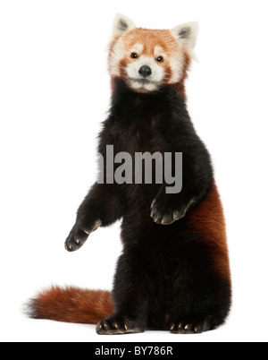 Vieux, Ailurus fulgens, 10 ans, in front of white background Banque D'Images