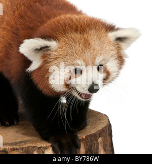 , Ailurus fulgens, 7 mois, on tree trunk in front of white background Banque D'Images