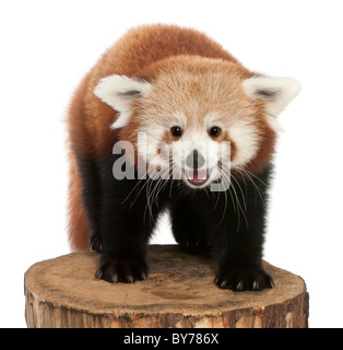 , Ailurus fulgens, 7 mois, on tree trunk in front of white background Banque D'Images