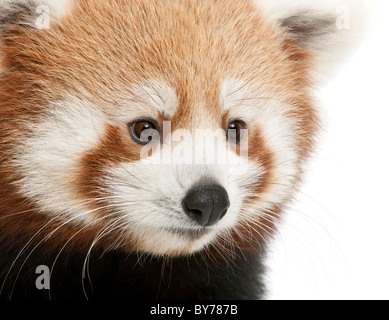 Close-up, Ailurus fulgens, 7 mois, in front of white background Banque D'Images