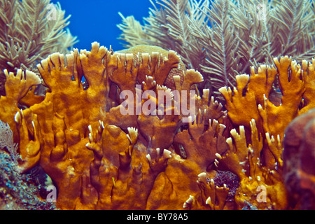 Close up image of Blade fire coral Banque D'Images