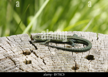 Sand lizard Lacerta agilis basking Banque D'Images