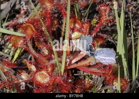 Drosera rotundifolia droséra commun plante avec vestiges de papillon bleu commun Banque D'Images