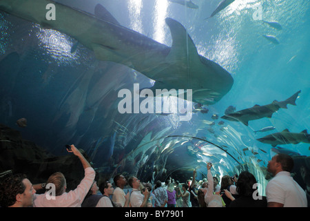 Atlanta Georgia,Pemberton place,Georgia Aquarium,attraction,poissons d'eau salée,espèces,vie marine,le plus grand du monde,réservoir,Ocean Voyager tunnel,requin baleine,G. Banque D'Images