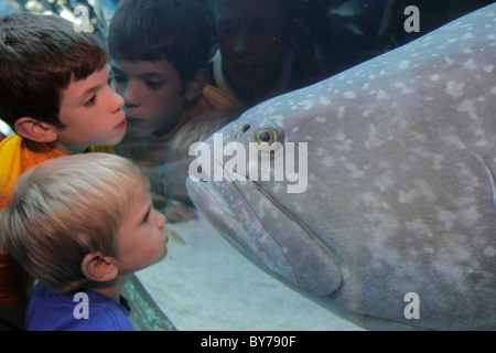 Atlanta Georgia,Pemberton place,Georgia Aquarium,attraction,poissons d'eau salée,espèces,vie marine,le plus grand du monde,réservoir,Ocean Voyager tunnel,Goliath Group Banque D'Images