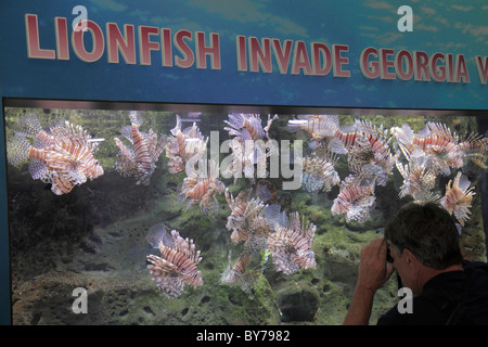 Atlanta Georgia,Pemberton place,Georgia Aquarium,habitat,vie marine,lionfish rouge,poisson,venimeux,prédateur,espèces envahissantes,homme hommes,prise,GA101008 Banque D'Images