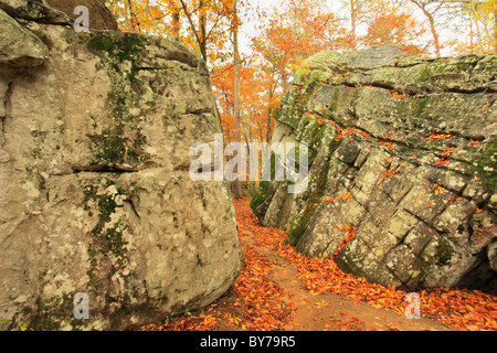 Chas de l'aiguille sur Rock Laurel Falls Trail, DeSoto State Park, Fort Payne, Alabama, Etats-Unis Banque D'Images