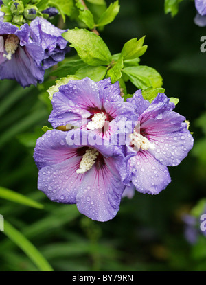 Blue Hibiscus, Hibiscus syriacus 'Blue Bird', Malvaceae, en Asie. Aka Rose de Sharon, arbuste d'Althea, et Rose d'Althea. Banque D'Images