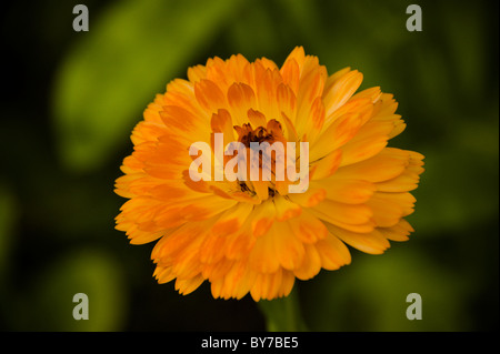 Fleur de calendula close up Banque D'Images