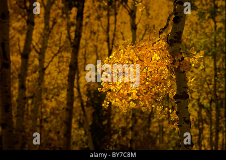 Un tas de feuilles de tremble de couleur vive sur un croissant tremble Banque D'Images