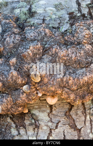 Les tumeurs globuleuses, noeuds, Nothofagus sur tronc d'arbre, de malformations dues à l'attaque par champignon Cyttaria Baie Wulaia Murray Canal Chili Banque D'Images