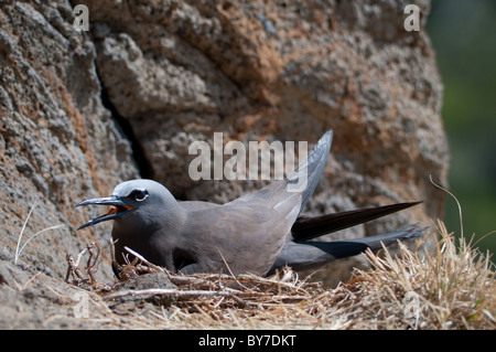 Noddi brun (Anous stolidus) au nid Banque D'Images