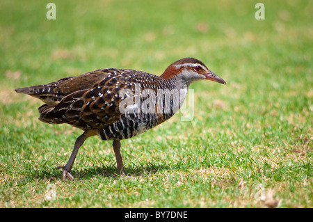 Buff-banded Rail (Gallirallus philippensis) sur l'île Lord Howe Banque D'Images