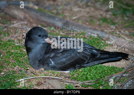 Flesh-footed shearwater (Puffinus carneipes), Lord Howe Island Banque D'Images