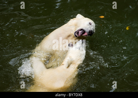 Les enfants de l'ours polaire (Ursus maritimus, Thalarctos maritimus) dans de l'eau Banque D'Images