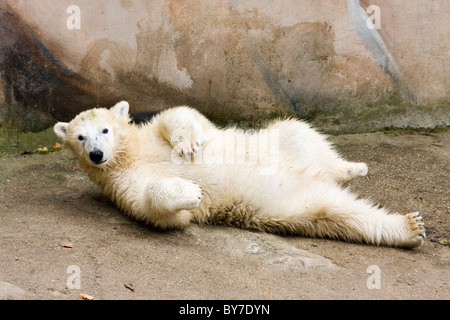 Kid de l'ours polaire (Ursus maritimus, Thalarctos maritimus) Banque D'Images