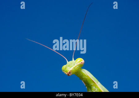 Mantis mante religieuse européenne, (Mantis religiosa, Gryllus religiosa) Banque D'Images