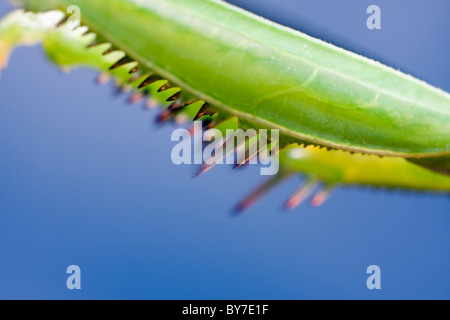 Bras de mante religieuse (Mantis mante européenne, religiosa, Gryllus religiosa) Banque D'Images