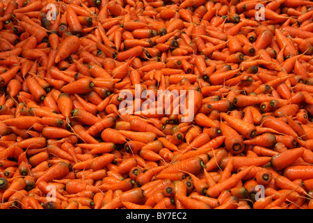 Vattavada,carotte fraîche,Kerala, Inde Banque D'Images