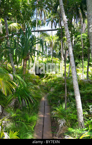 À travers la forêt de palmiers de la promenade sur l'île Lord Howe Banque D'Images