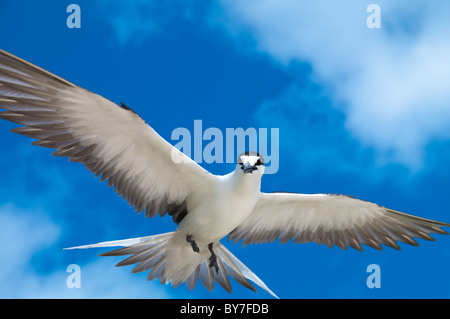 La sterne pierregarin (Sterna fuscata) sur l'île Lord Howe Banque D'Images