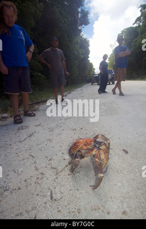 Les gens qui suivent le crabe de cocotier (Birgus latro) traverser la route, le Parc National de l'île de Noël, de l'Australie, de l'Océan Indien. Pas de monsieur Banque D'Images