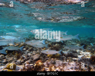Fringelip Crenimugil crenilabis (Mulet) l'école dans l'eau peu profonde, le lagon de l'atoll de Cocos Keeling, de l'Océan Indien Banque D'Images