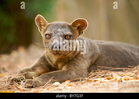 Une espèce en voie d'Fossa (Cryptoprocta ferox), l'un des rares carnivores de Madagascar, dans la réserve forestière de Kirindy, sud-ouest de Madagascar. Banque D'Images