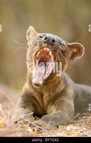 Une espèce en voie d'Fossa (Cryptoprocta ferox), l'un des rares carnivores de Madagascar, dans la réserve forestière de Kirindy, sud-ouest de Madagascar. Banque D'Images