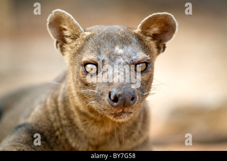 Une espèce en voie d'Fossa (Cryptoprocta ferox), l'un des rares carnivores de Madagascar, dans la réserve forestière de Kirindy, sud-ouest de Madagascar. Banque D'Images