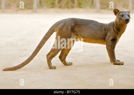 Une espèce en voie d'Fossa (Cryptoprocta ferox), l'un des rares carnivores de Madagascar, dans la réserve forestière de Kirindy, sud-ouest de Madagascar. Banque D'Images