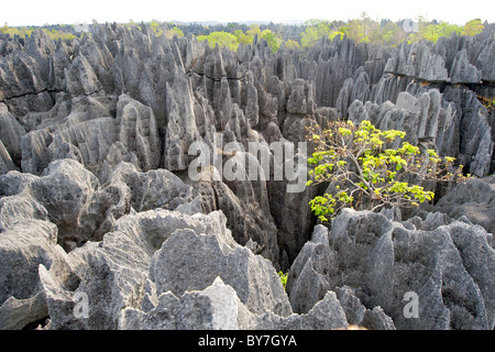 Voir l'ensemble du Grand Tsingy le paysage dans le Parc National Tsingy de Bemaraha dans l'ouest de Madagascar. Banque D'Images