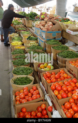 Tennessee Nashville,marché agricole de Nashville,produits locaux,légumes,frais,tomates,tomates,courge,haricots verts,ignames,courgettes,développement durable Banque D'Images