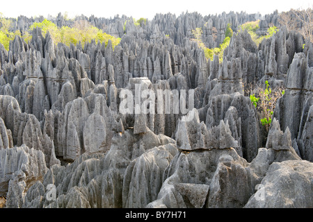 Voir l'ensemble du Grand Tsingy le paysage dans le Parc National Tsingy de Bemaraha dans l'ouest de Madagascar. Banque D'Images